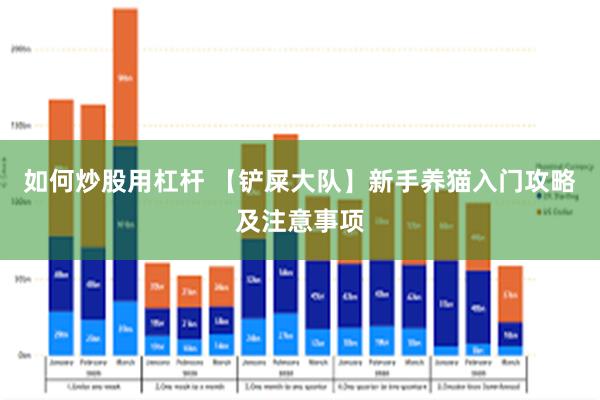 如何炒股用杠杆 【铲屎大队】新手养猫入门攻略及注意事项
